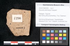 Foto (Objekt + Etikett) von Araucaria sternbergii Goeppert (NHMW-GEO-2024-0188-8290)